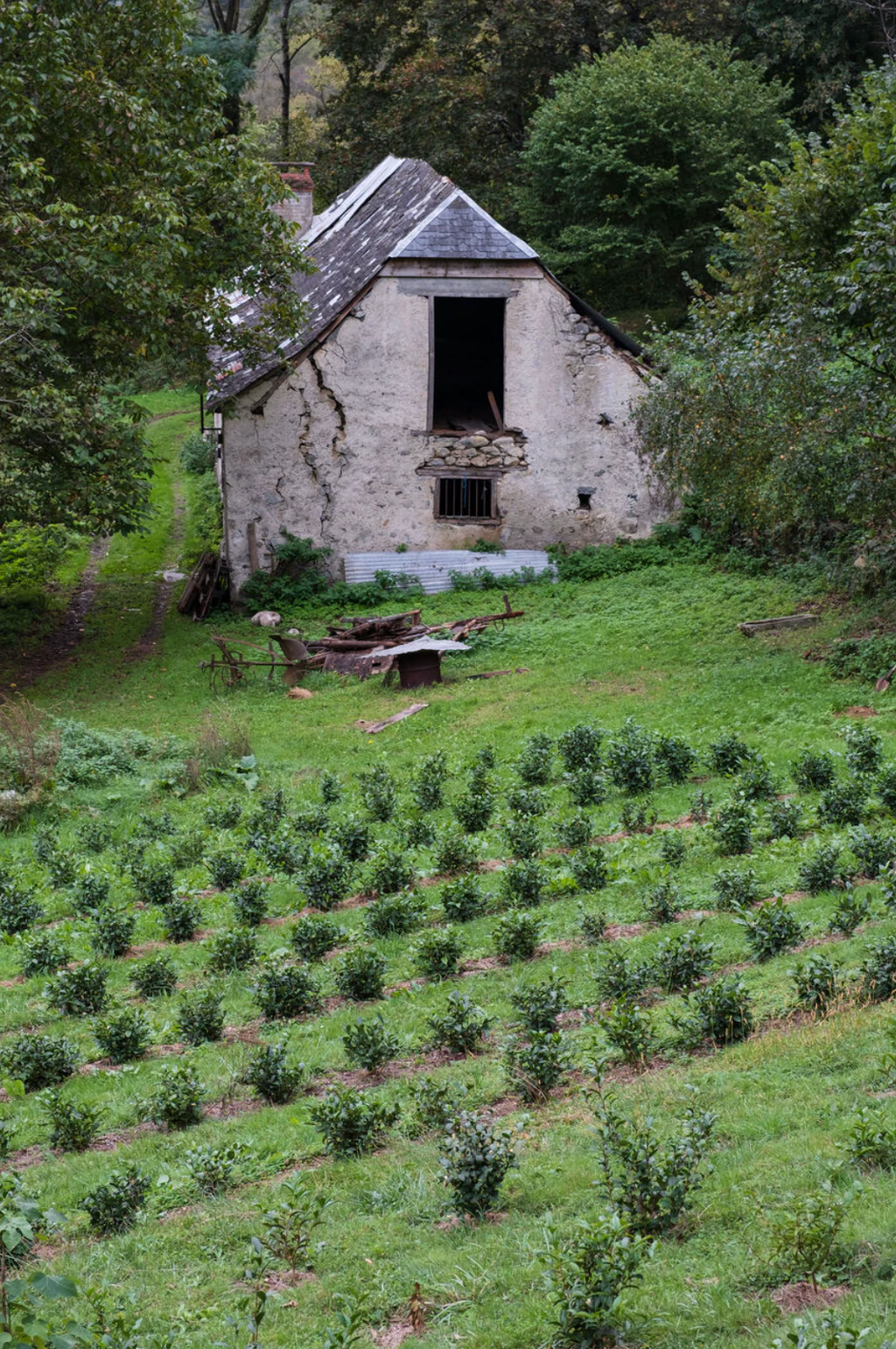 Ancienne grange au coeur des plantations du Domaine l'Arrieulat
